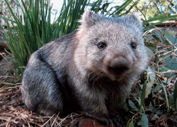 Well... it's a wombat. Sitting in some bush somewhere. Wombats are cute, fuzzy little marsupials that can be a lot meaner than they look. You should totally read about them. Fun! Also '"Diary of a Wombat" by Jackie French is a great book.