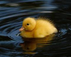 Cute little yellow duckling floating in near-black water.