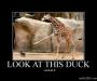 Image of a giraffe holding out its leg dramatically to point at a duck. Caption reads: LOOK AT THIS DUCK. Look at it.