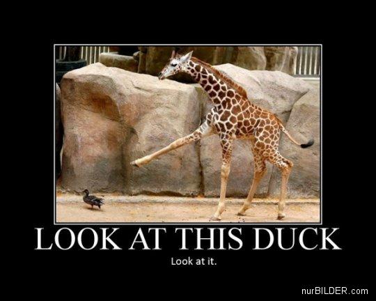 Image of a giraffe holding out its leg dramatically to point at a duck. Caption reads: LOOK AT THIS DUCK. Look at it.