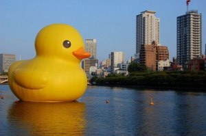 Giant rubber 15 x 18m duck floating in Sydney Harbour